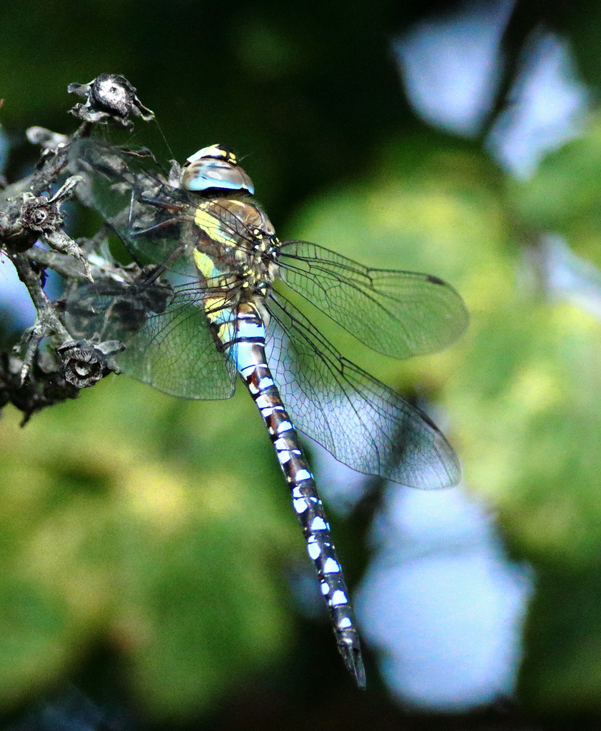 EOS 90D Peter Harriman 10 54 45 44339 migrantHawker dpp