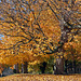 Fall Tree 2013