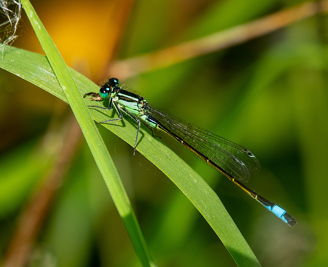 Blue tailed damselfly