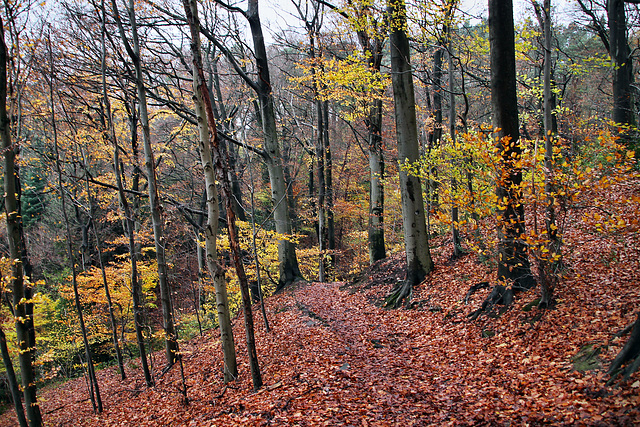 Herbstlicher Waldweg am Hohenstein (Witten) / 26.11.2023