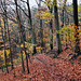 Herbstlicher Waldweg am Hohenstein (Witten) / 26.11.2023