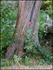 poppy by a tree