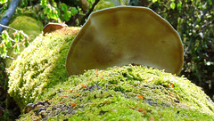 Moss  Circular   Saw