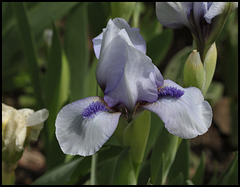 Iris Sapphire Jewels