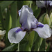 Iris Sapphire Jewels