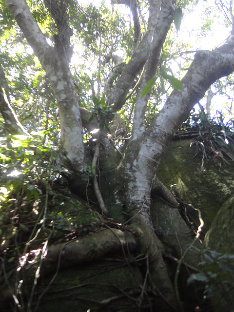 DSC01515 - figueira-mata-pau Coussapoa microcarpa, Moraceae