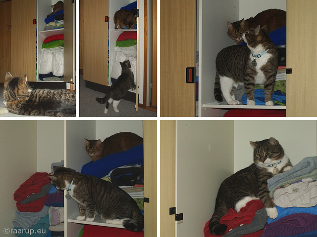 Cats in the cupboard