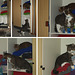 Cats in the cupboard
