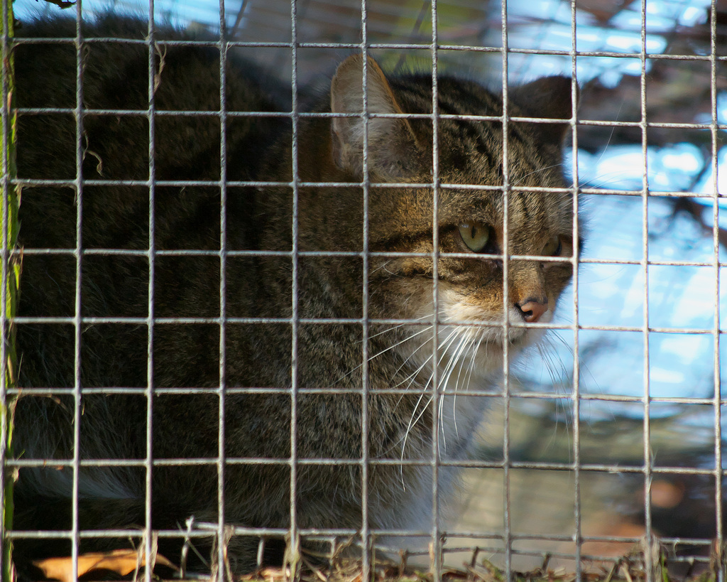 Captive Scottish Wildcat