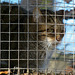 Captive Scottish Wildcat