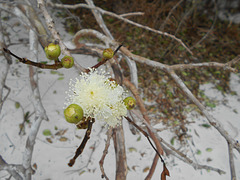 DSCN1251 - flor de araçá Psidium cattleyanum, Myrtaceae