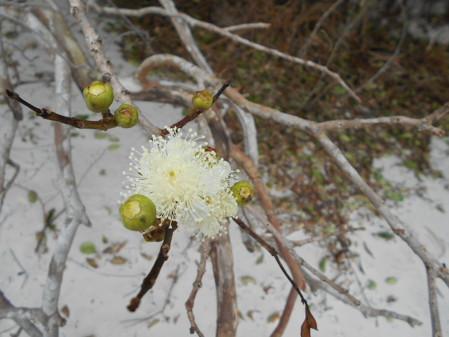 DSCN1251 - flor de araçá Psidium cattleyanum, Myrtaceae