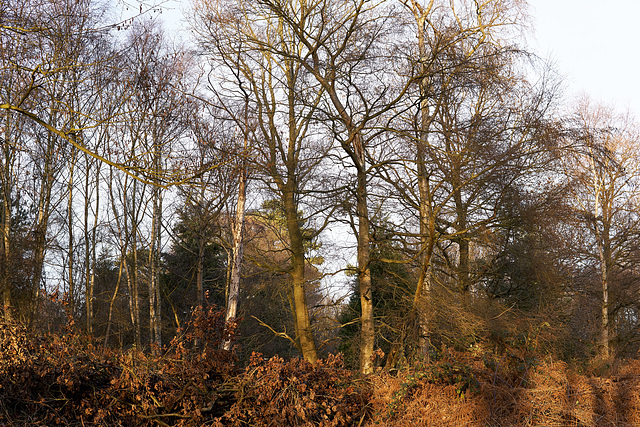 Winter Woodland