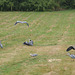 Feeding The Herons At Muncaster