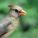 Day 6, Northern Cardinal female