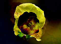 The time for pansies.