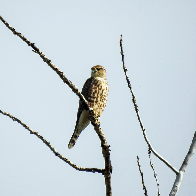 Merlin