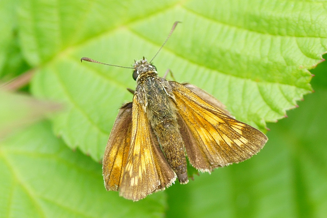 Rostfarbener Dickkopffalter ♀