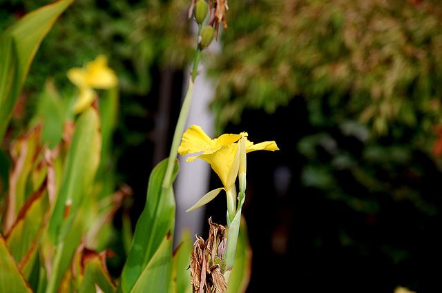 Road side flower