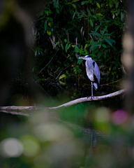 H2CF7121 v2 H2CF7121 v2