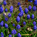 Grape Hyacinth