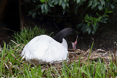 Schwarzhalsschwan (Zoo Zürich)