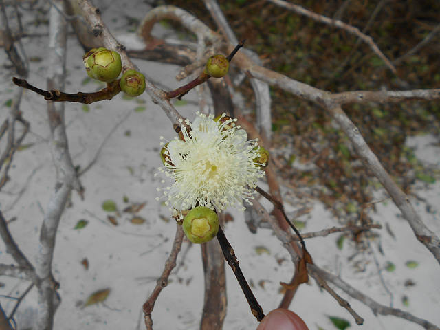 DSCN1252 - flor de araçá Psidium cattleyanum, Myrtaceae
