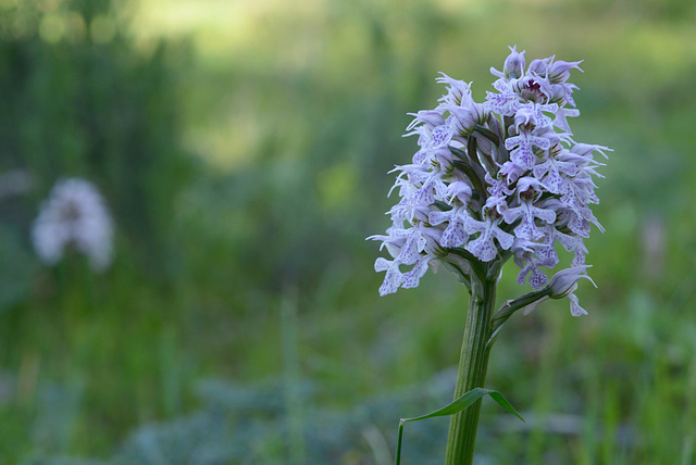 Anacamptis pyramidalis