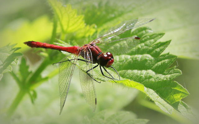 Sympétrum sanguin ♂