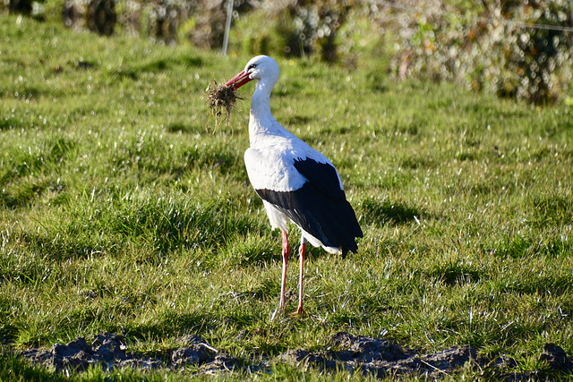 Stork getting some greens for the chick