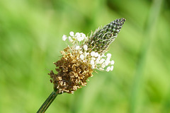 Blüte(n) des Spitzwegerich