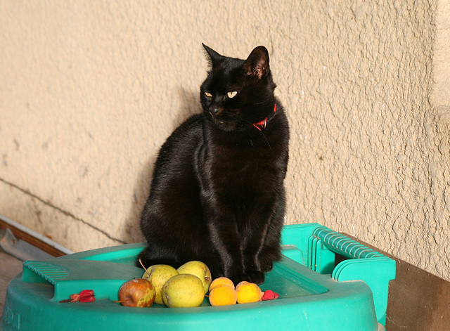 Composition au chat noir
