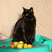 Composition au chat noir