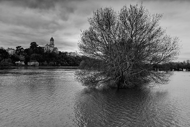 Saint Florent le Vieil. La Loire en crue. (2021 ).