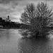 Saint Florent le Vieil. La Loire en crue. (2021 ).