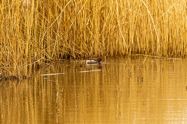 Little grebe