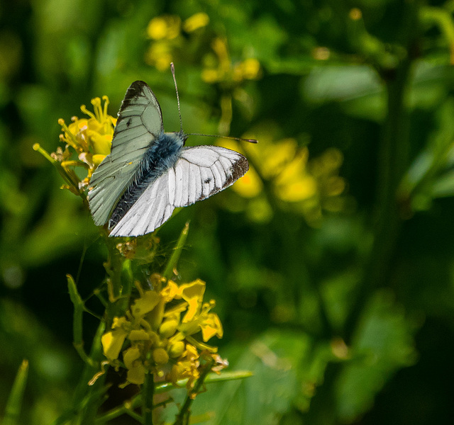 Small white butterfly