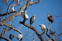 Congress of Ibises