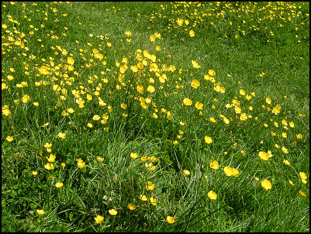 a host of golden buttercups