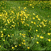 a host of golden buttercups