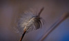 Die gefangene Feder :)) The captured feather :)) La plume capturée :))