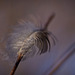 Die gefangene Feder :)) The captured feather :)) La plume capturée :))