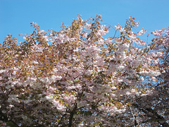 SoS[25] - cherry blossom