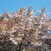 SoS[25] - cherry blossom