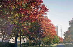 Chinese tallow trees