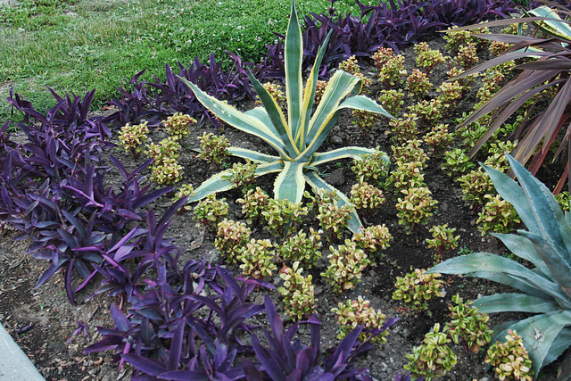 gardening contrasts