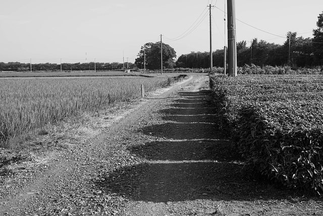 Paddy field and tea plantation