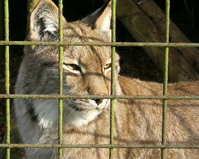 Caged Cat