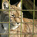 Caged Cat