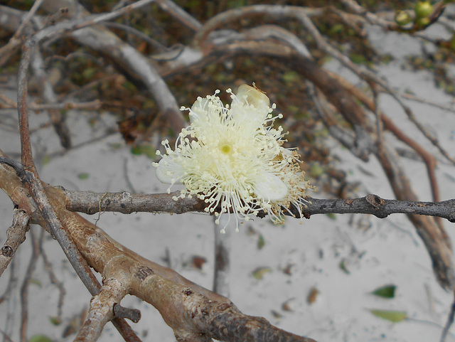 DSCN1253 - flor de araçá Psidium cattleyanum, Myrtaceae